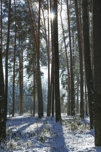 Winterlandschaft Mit Schneebedecktem Fichtenwald Weihnachtsansichten Einem Sonnigen Tag — Stockfoto
