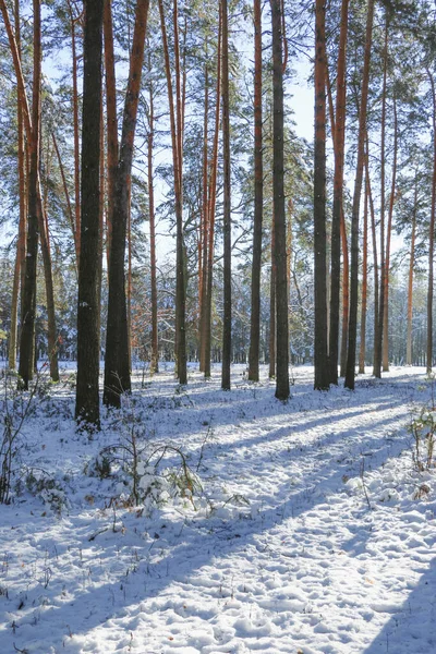 Paisaje Invernal Con Bosque Abetos Cubierto Nieve Vista Navidad Día — Foto de Stock