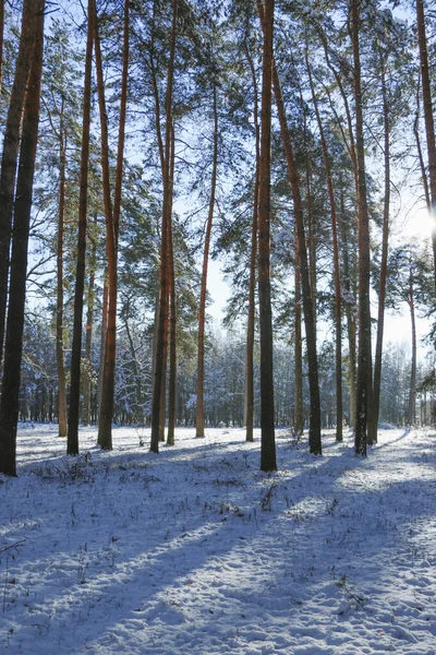 Winterlandschaft Mit Schneebedecktem Fichtenwald Weihnachtsansichten Einem Sonnigen Tag — Stockfoto