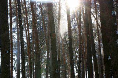 Karla kaplı ladin ormanlı kış manzarası. Noel manzarası. Güneşli bir günde