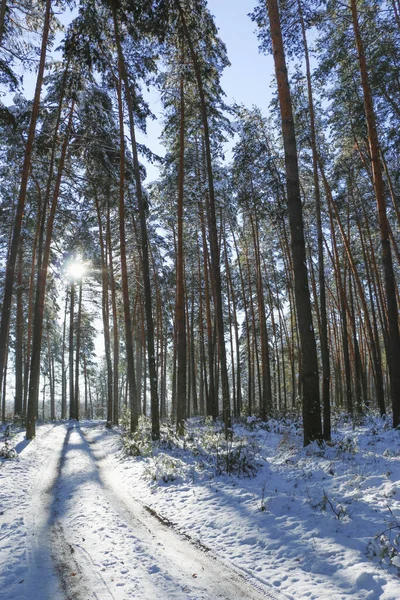 Paisaje Invernal Con Bosque Abetos Cubierto Nieve Vista Navidad Día — Foto de Stock