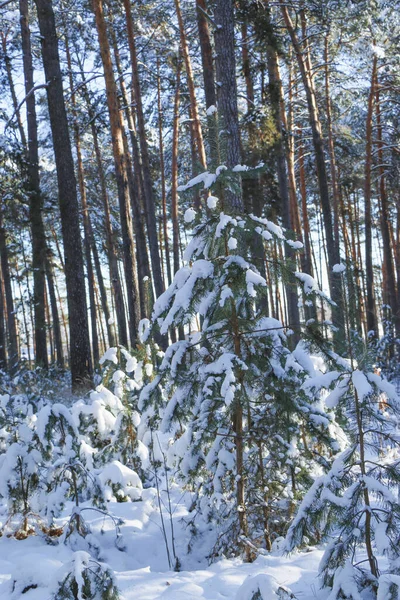 Paisagem Inverno Com Floresta Abeto Coberto Neve Vista Natal Num — Fotografia de Stock