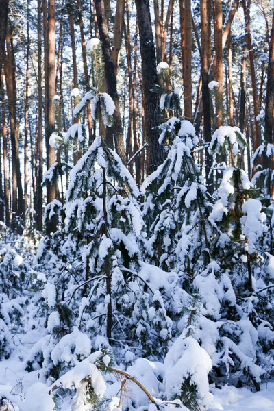 Karla Kaplı Ladin Ormanlı Kış Manzarası Noel Manzarası Güneşli Bir — Stok fotoğraf