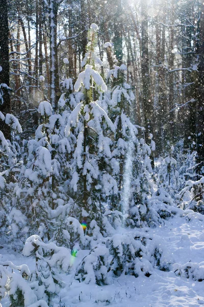 Paisagem Inverno Com Floresta Abeto Coberto Neve Vista Natal Num — Fotografia de Stock