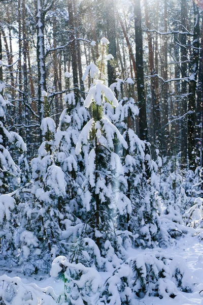 Paisagem Inverno Com Floresta Abeto Coberto Neve Vista Natal Num — Fotografia de Stock