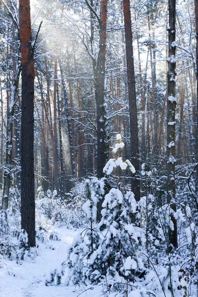 Paisagem Inverno Com Floresta Abeto Coberto Neve Vista Natal Num — Fotografia de Stock