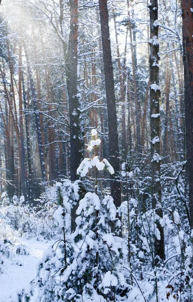 Χειμερινό Τοπίο Χιονισμένο Δάσος Ερυθρελάτης Χριστουγεννιάτικη Θέα Μια Ηλιόλουστη Μέρα — Φωτογραφία Αρχείου