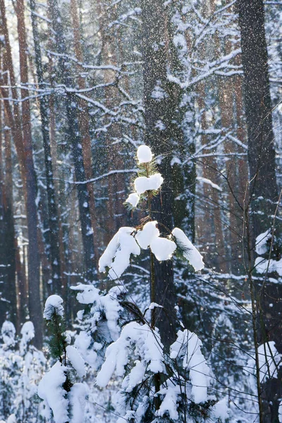 Paisagem Inverno Com Floresta Abeto Coberto Neve Vista Natal Num — Fotografia de Stock