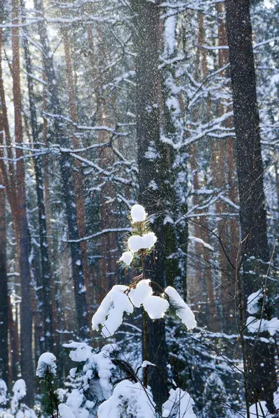 Winterlandschaft Mit Schneebedecktem Fichtenwald Weihnachtsansichten Einem Sonnigen Tag — Stockfoto