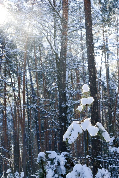 Winterlandschaft Mit Schneebedecktem Fichtenwald Weihnachtsansichten Einem Sonnigen Tag — Stockfoto