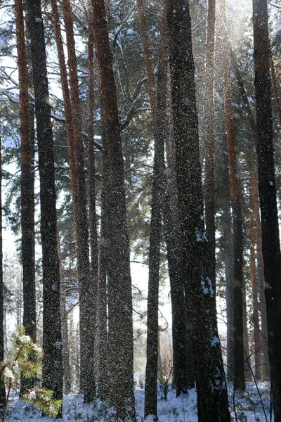 Téli Táj Hóval Borított Fenyőerdővel Karácsonyi Kilátás Egy Napsütéses Napon — Stock Fotó