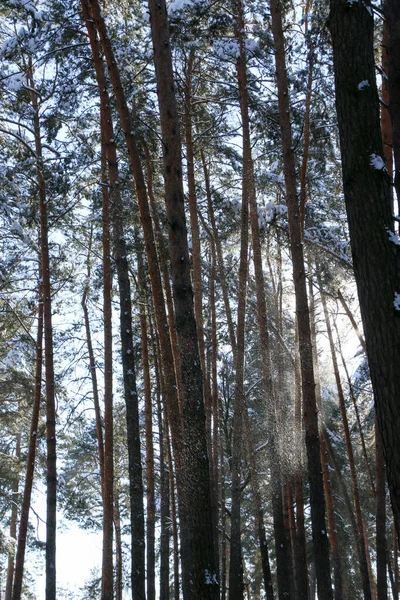 Zimowy Krajobraz Pokrytym Śniegiem Lasem Świerkowym Gwiazdkowy Widok Słoneczny Dzień — Zdjęcie stockowe