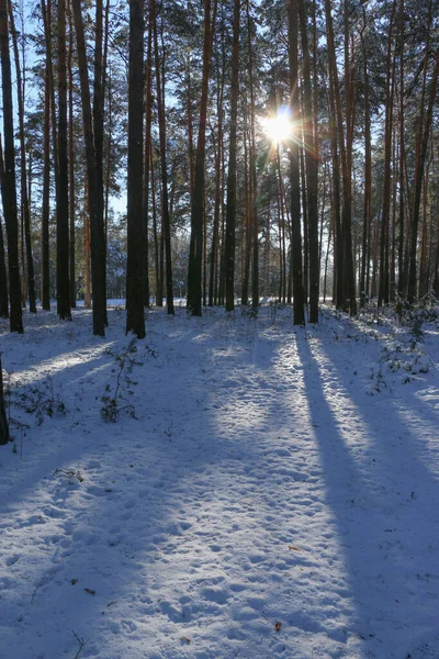 Karla Kaplı Ladin Ormanlı Kış Manzarası Noel Manzarası Güneşli Bir — Stok fotoğraf