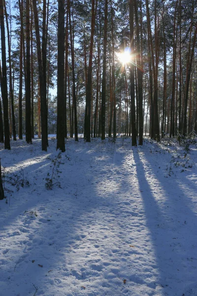 Paisagem Inverno Com Floresta Abeto Coberto Neve Vista Natal Num — Fotografia de Stock