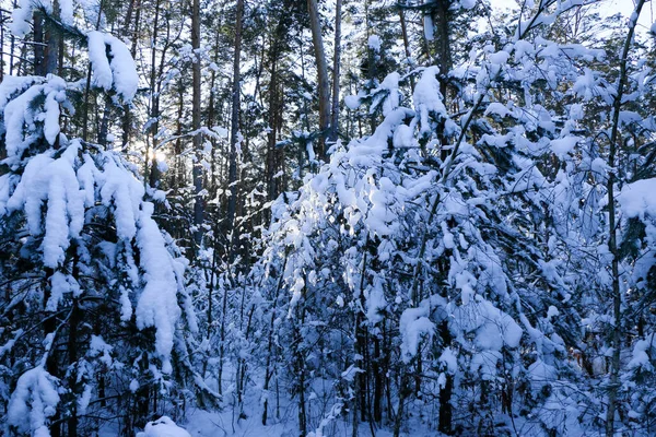 Зимний Пейзаж Заснеженными Еловыми Лесами Вид Рождество Солнечный День — стоковое фото