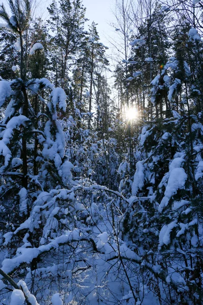 Paysage Hivernal Avec Forêt Épinettes Enneigée Vue Noël Par Une — Photo