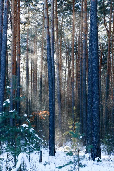 Winterlandschaft Mit Schneebedecktem Fichtenwald Weihnachtsansichten Einem Sonnigen Tag — Stockfoto