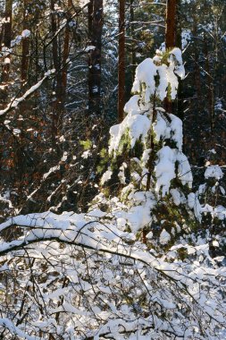 Karla kaplı ladin ormanlı kış manzarası. Noel manzarası. Güneşli bir günde