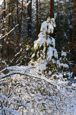 Karla kaplı ladin ormanlı kış manzarası. Noel manzarası. Güneşli bir günde