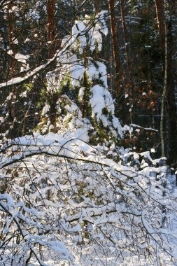 Karla kaplı ladin ormanlı kış manzarası. Noel manzarası. Güneşli bir günde
