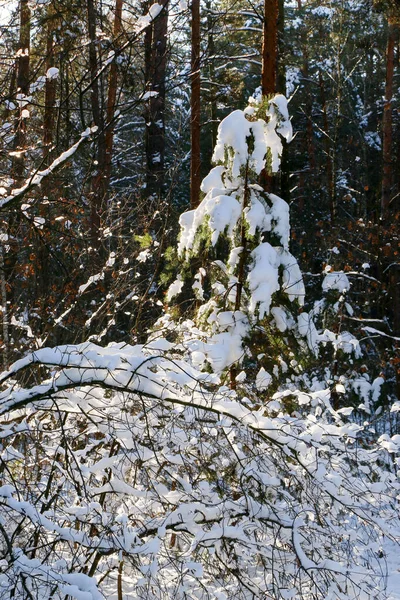 Зимний Пейзаж Заснеженными Еловыми Лесами Вид Рождество Солнечный День — стоковое фото
