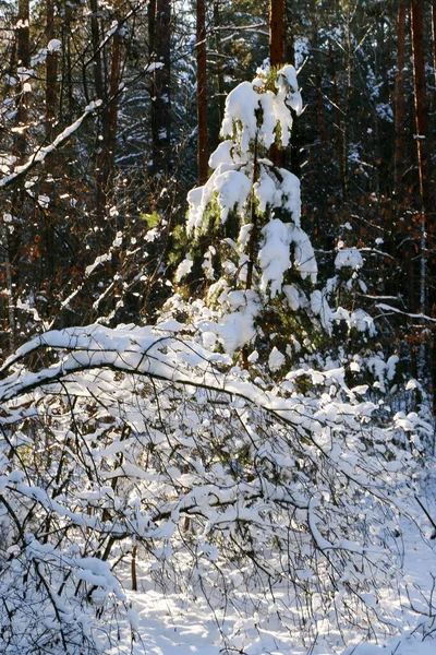 Paysage Hivernal Avec Forêt Épinettes Enneigée Vue Noël Par Une — Photo