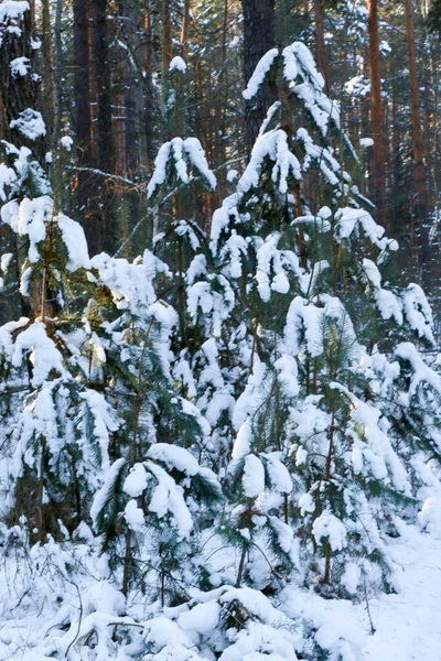 Paisagem Inverno Com Floresta Abeto Coberto Neve Vista Natal Num — Fotografia de Stock