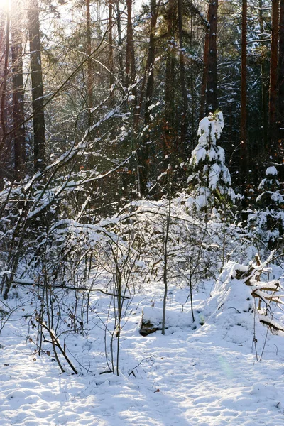 Paisagem Inverno Com Floresta Abeto Coberto Neve Vista Natal Num — Fotografia de Stock