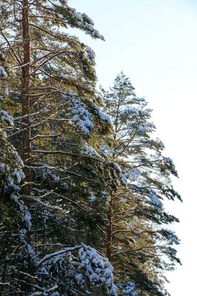 Winterlandschap Met Besneeuwd Sparrenbos Kerst Uitzicht Een Zonnige Dag — Stockfoto