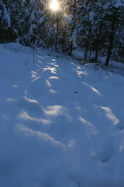 Paisagem Inverno Com Floresta Abeto Coberto Neve Vista Natal Num — Fotografia de Stock