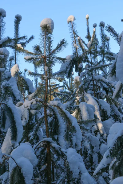 Winter Landscape Snow Covered Spruce Forest Christmas View Sunny Day — Stock Photo, Image