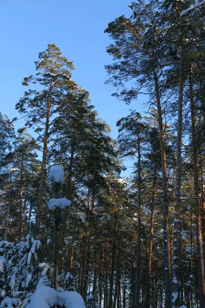 Paisaje Invernal Con Bosque Abetos Cubierto Nieve Vista Navidad Día — Foto de Stock