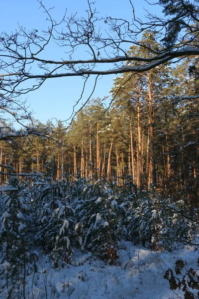 Paesaggio Invernale Con Foresta Abeti Rossi Innevati Vista Natale Una — Foto Stock