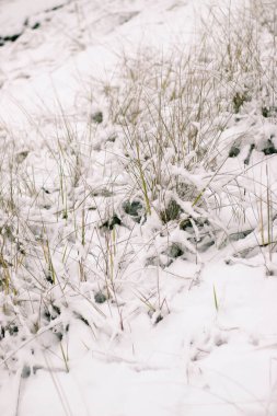 Tebrik kartı tasarımı. Mavi gökyüzüne karla kaplı ağaç dallarını kapatın. İnanılmaz güzel kış arkaplanı.
