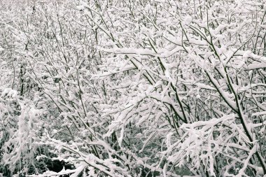 Tebrik kartı tasarımı. Mavi gökyüzüne karla kaplı ağaç dallarını kapatın. İnanılmaz güzel kış arkaplanı.