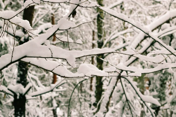 인사말 디자인 하늘에 눈덮인 가지들을 놀라운 아름다운 겨울의 — 스톡 사진