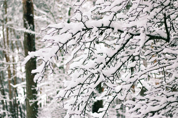 グリーティングカードデザイン 青い空に雪で覆われた木の枝を閉じます 信じられないほど美しい冬の背景 — ストック写真