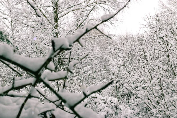 Wenskaart Ontwerp Sluit Boomtakken Bedekt Met Sneeuw Tegen Blauwe Lucht — Stockfoto