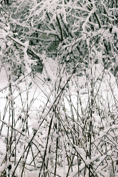 인사말 디자인 하늘에 눈덮인 가지들을 놀라운 아름다운 겨울의 — 스톡 사진