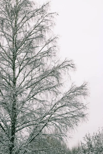 Wenskaart Ontwerp Sluit Boomtakken Bedekt Met Sneeuw Tegen Blauwe Lucht — Stockfoto