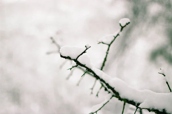 Wenskaart Ontwerp Sluit Boomtakken Bedekt Met Sneeuw Tegen Blauwe Lucht — Stockfoto