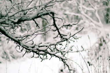 Tebrik kartı tasarımı. Mavi gökyüzüne karla kaplı ağaç dallarını kapatın. İnanılmaz güzel kış arkaplanı.