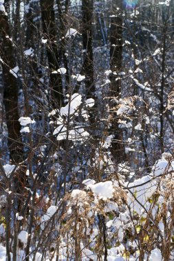 Tebrik kartı tasarımı. Mavi gökyüzüne karla kaplı ağaç dallarını kapatın. İnanılmaz güzel kış arkaplanı.