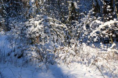 Tebrik kartı tasarımı. Mavi gökyüzüne karla kaplı ağaç dallarını kapatın. İnanılmaz güzel kış arkaplanı.
