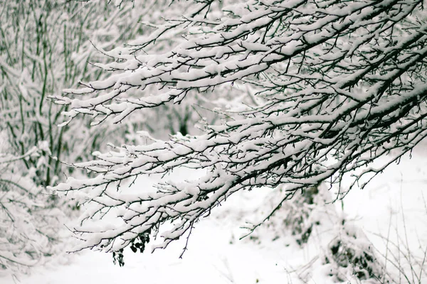 Wenskaart Ontwerp Sluit Boomtakken Bedekt Met Sneeuw Tegen Blauwe Lucht — Stockfoto