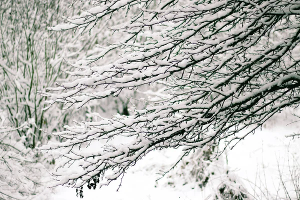 Wenskaart Ontwerp Sluit Boomtakken Bedekt Met Sneeuw Tegen Blauwe Lucht — Stockfoto