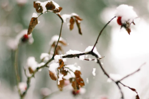 Wenskaart Ontwerp Sluit Boomtakken Bedekt Met Sneeuw Tegen Blauwe Lucht — Stockfoto