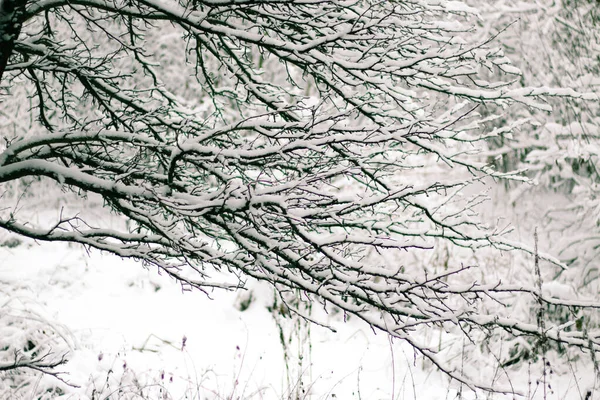 인사말 디자인 하늘에 눈덮인 가지들을 놀라운 아름다운 겨울의 — 스톡 사진