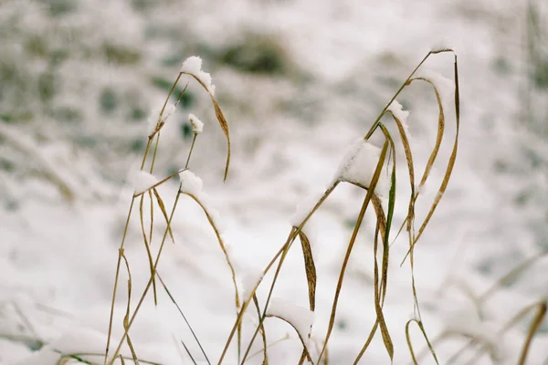 Wenskaart Ontwerp Sluit Boomtakken Bedekt Met Sneeuw Tegen Blauwe Lucht — Stockfoto