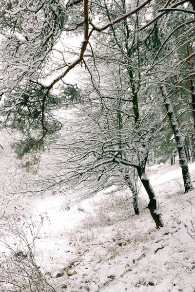 贺卡的设计 在蓝天的衬托下 密闭着被雪覆盖的树枝 令人难以置信的美丽的冬季背景 — 图库照片